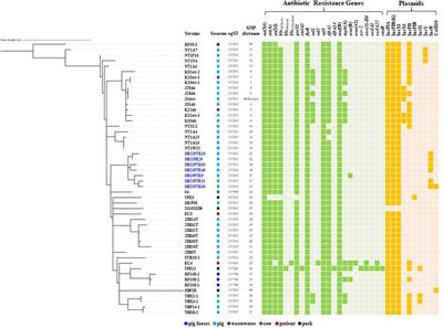 Tigecycline-resistant Escherichia coli ST761 carrying tet(X4) in a pig farm, China